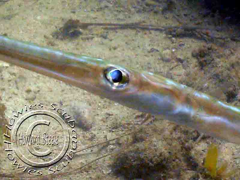 Flutemouths, Howies Scuba